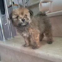 پاپی توله|سگ|شاهینشهر, حاجی آباد|دیوار