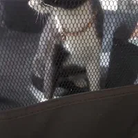 گربه پبدا شده