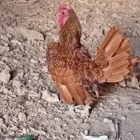 تخم نطفه دارسبرایت
