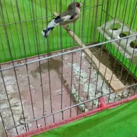 فروش سهره دورگ زاغ جوجه قفس