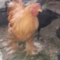 خروس برهما جوان|حیوانات مزرعه|قم, شهرک امام حسن|دیوار