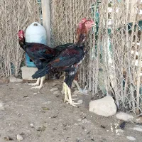 خروس لاری|حیوانات مزرعه|لامرد, |دیوار