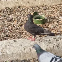 کفتر بزن سیاه سرکه ای سبز سوسنی مرودشت