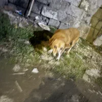 سگ گمشده|حیوانات|رشت, کوی فکوری|دیوار