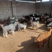 ۴۱ بز ترکی جوان کهره دار
