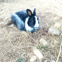 فروش۴عددخرگوش