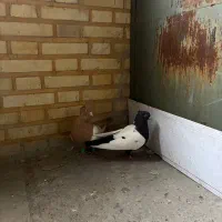 سینه کفتر|پرنده|تهران, شهرک آزادی|دیوار