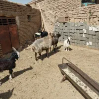 قوچ داشتی  فروشی|حیوانات مزرعه|قرچک, قشلاق جیتو|دیوار