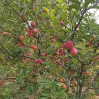 اجاره باغچه سیب درختی قرمز وسفید