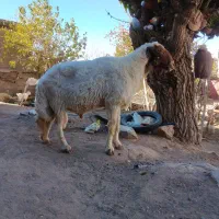 حیوانات مزارع|حیوانات مزرعه|کوهسرخ, |دیوار