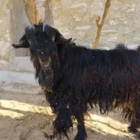 گوسفند