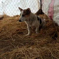 سگ پاکوتاه|سگ|لاهیجان, بازکیاگوراب|دیوار