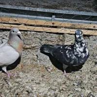 کبوتر پلاکی ماده|پرنده|شیراز, کوشک بیدک|دیوار