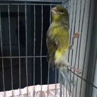 فروش قناری ماده سبز