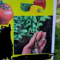 شیتیل.نشا گوجه فلفل و سبزیجات