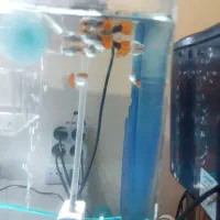 گوپی کوی بالن و کوی پلاتینیوم