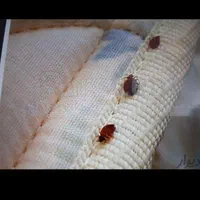 سمپاشی سم پاشی سوسک ساس در تمام نقاط مشهد|خدمات نظافت|مشهد, پورسینا|دیوار