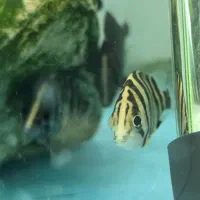 ماهی تایگر سوماترا دو بند تا دوبندو نیم fnfb