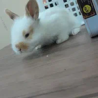 خرگوش لوپ|موش و خرگوش|سبزوار, پاسداران|دیوار