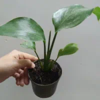 گل های خانگی|گل و گیاه طبیعی|میبد, |دیوار