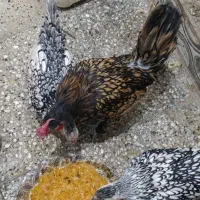 مرغ و خروس|حیوانات مزرعه|مشهد, قائم|دیوار