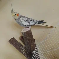 عروس هلندی|پرنده|کوه چنار, |دیوار