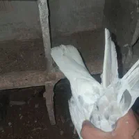 دمسفید|پرنده|خورموج, |دیوار