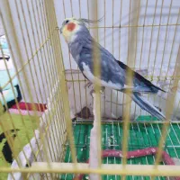 عروس هلندی نر