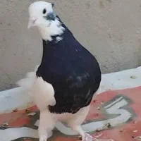 کفتر سینه وطوقی