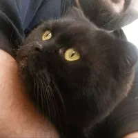 اسکاتیش بلک اصیل|گربه|محمدیه-قزوین, |دیوار