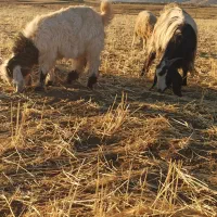 بز و بز غاله|حیوانات مزرعه|گوآور, |دیوار