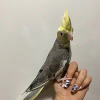 عروس هلندی دستی|پرنده|کرج, باغستان|دیوار