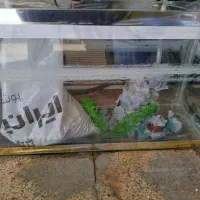 آکواریوم|ماهی|ایلام, |دیوار