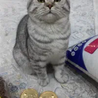 گربه بریتیش ملوس