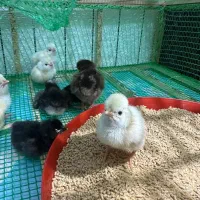 جوجه لهستانی ایام سمانی برهما|حیوانات مزرعه|رشت, گیل|دیوار