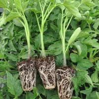 گلخانه تولید نشا|خدمات باغبانی و درختکاری|مرودشت, شهرک بسیجیان|دیوار