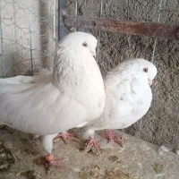 کبوتر نوک قنار چشم زرد