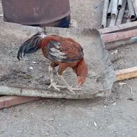 قاز|حیوانات مزرعه|سبزوار, ابوریحان|دیوار