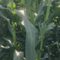 فروش فوری بز ترکی مودار درجه یک ابستن