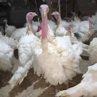 بوقلمون گوشتی پروار|حیوانات مزرعه|بوکان, |دیوار