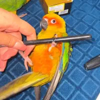 طوطی خورشیدی سان کانور ۶ ماهه پشت زرد|پرنده|اهواز, زیتون کارمندی|دیوار