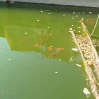 اوکازیون فروش ماهی قرمز مولد به تعدادی محدود