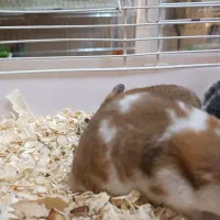 همستر دستی خانگی