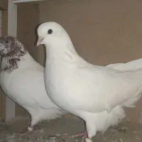 چند تعداد کفتر نرو ماده بشرت