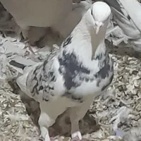 کفتر هما سرور