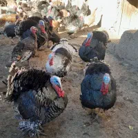 بوقلمون طبیعی|حیوانات مزرعه|مشگین شهر, |دیوار