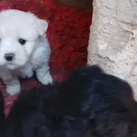 نژادشیتزو تریر|سگ|قزوین, |دیوار