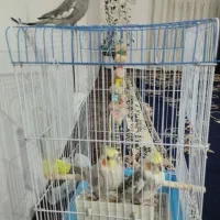 عروس هلندی 3عددبایک قفس. 2ما ده 1نر