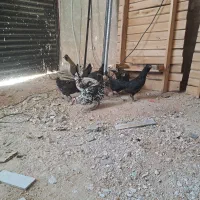 مرغ و خروس گلین اصل