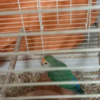 دو عدد کوتوله بالغ و مولد|پرنده|قم, باجک دو|دیوار